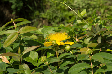 close-up: common Saint John's wort yellow flower