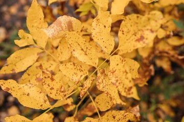 autumn leaves on the ground