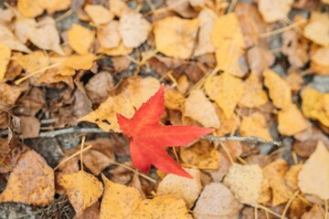 autumn leaves on the ground