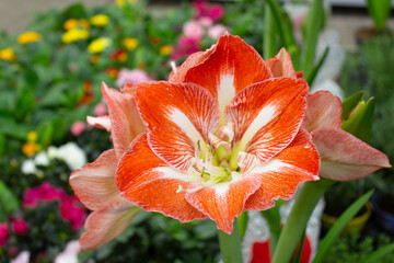 Large red amarylis flowers with a white stripe on each petal bloomed in a botanical garden, in a flower shop.
