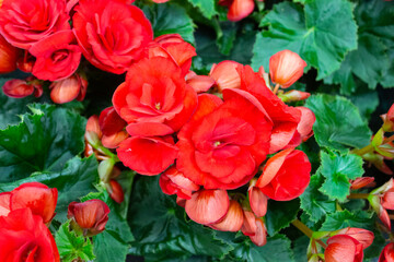 Large red flowers of begonia on a background of green leaves close-up.