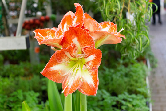 Large red amarylis flowers with a white stripe on each petal bloomed in a botanical garden, in a flower shop.