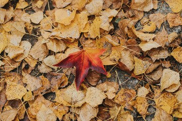 autumn leaves on the ground