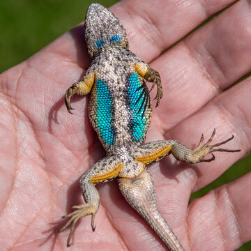 A captured male Western Fence Lizard (Sceloporus occidentalis) plays possum while laying on its back, exposing its colorful blue belly.  It is commonly known as the "Blue Belly" lizard.  