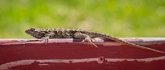 A male Western Fence Lizard (Sceloporus occidentalis) suns itself on a top of fence in Monterey, California.  It is commonly known as the 