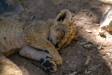 sleeping lion cub, small wild cat calf