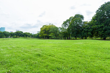 Beautiful landscape in the park and green grass field.