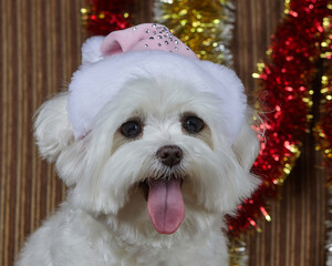 little dog in a Santa hat. Maltese lapdog photo shoot in Christmas decorations.