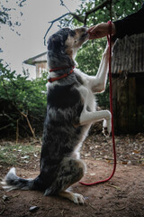 Blue Merle Border Collie dog performing beg trick for treat in autumnal woods by derelict cabin