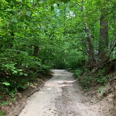 Obraz premium path in the forest