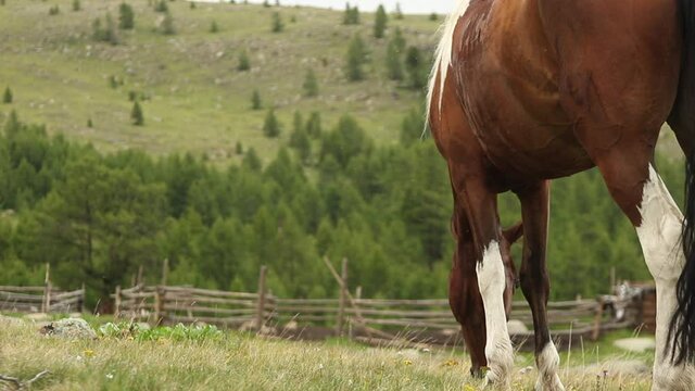 the horse grazes in the meadow and eats green grass against the background of barons and sheep near the forest and mountains