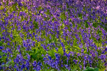 Fototapeta premium Sea of Bluebells carpeting woodlands