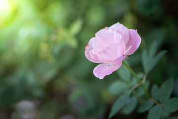 Roses in the garden