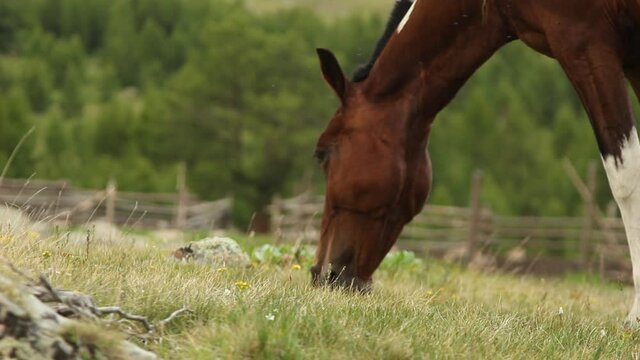 the horse grazes in the meadow and eats green grass against the background of barons and sheep near the forest and mountains