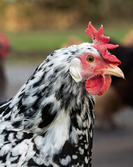 Close up side profile of white chicken with black markings, red upright comb and wattles