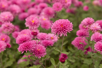 Pink autumn chrysanthemum flowers in the garden