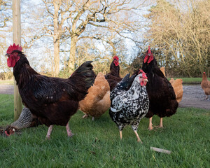 Flock of chickens in rural location, clack, brown, white with black markings