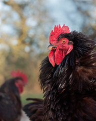 Side profile portrait of brown chicken with red wattles and red upright comb