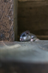 dormouse in the attic