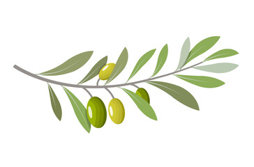 Olive branch tree isolated leaf. Olive food green branch plant illustration