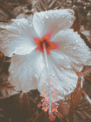 Flor con pétalos blancas y gotas de agua