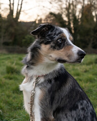 Blue Merle border collie side profile with rope lead