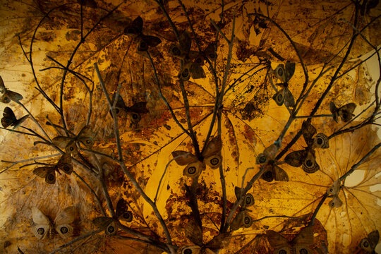 Butterflies in death nature
