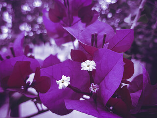 Flores de color violeta