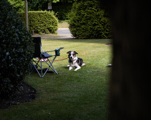 Blue Merle border collie on lawn with red lead next to camping chair