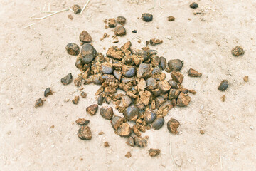 Animal shit at the farm