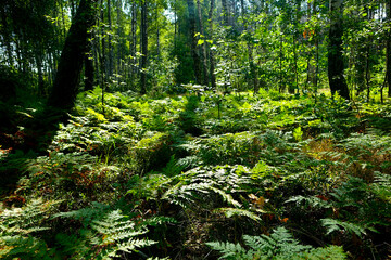 Fototapeta premium The fern grows among the birches in the forest. Dense greenery of twigs and foliage covers the soil in a clearing in the grove.