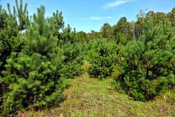Young pine forest against the blue sky. Young plants barely cover the soil under the trees. Old birches are visible in the distance.