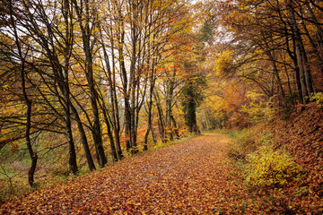 Herbstlicher Waldweg, überseht von leuchtend butem Weg, in BaWü / autumn forest track in Germany