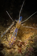 Pedersen Cleaner Shrimp lights up the reef, St Martin, Dutch Caribbean