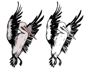 Drawing of flying pelican. Realistic sketch of tropical bird. Hand drawn vector illustration in vintage, engraving style. Set of contour and color element isolated on white for design, decor, prints.