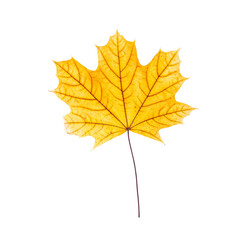 cut out fall leaf. yellow maple leaf isolated on a white background. fall minimal concept. autumn design element
