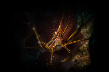 Yellowline Arrow crab (Stenorhyncus seticornis) on the Longbay Reef dive site, St Martin, Dutch Caribbean