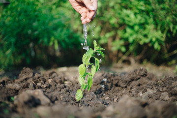 hand man was watering the seedlings into the ground, Concept of world environment day