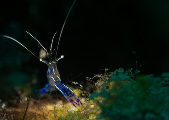 Pedersen Cleaner Shrimp lights up the reef, St Martin, Dutch Caribbean
