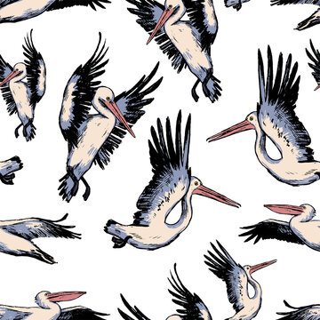 Hand drawn vector seamless pattern of beautiful pelicans. Realistic ink exotic birds background. Vintage tropical colorful wallpaper. Gentle surface design for wrap, textile, postcard, print, fabric.