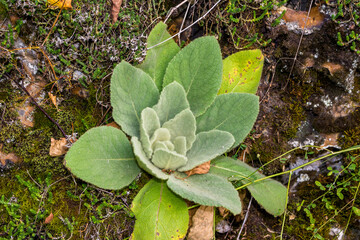 Leaves of a mullein plant on a flint boulder, moss and grass on a rock
