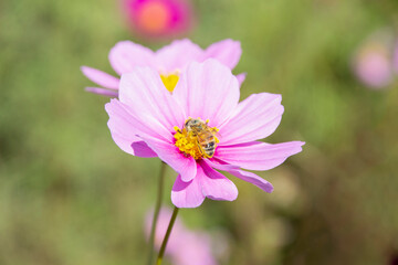 Obraz premium ミツバチとコスモス