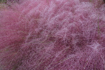 Pink Muhly grass, stunning purple plant plant with beautiful plume