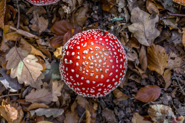 Red mushroom during fall in an European forest