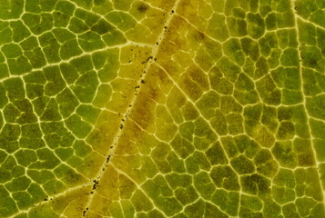 Veins in an Autumn Leaf