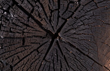 End of Burnt Log