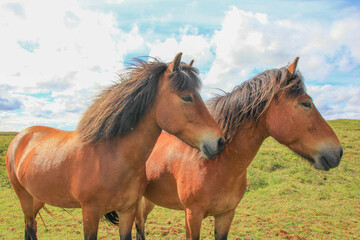 Obraz premium Horses