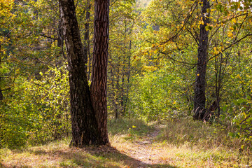 Birch and pine growing together in a beautiful grove. Common base for different trees
