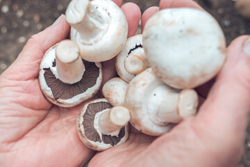 mushrooms in old woman's hands