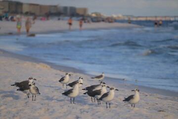 A flock of birds stands on the shore of the beach and looks at the sea, people are visible in the distance